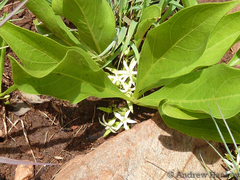 Pygmaeothamnus zeyheri