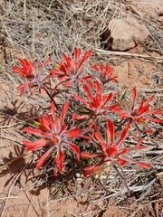 Castilleja scabrida