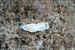 Ardeadoris angustolutea