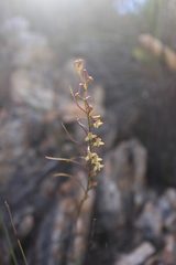 Disa salteri