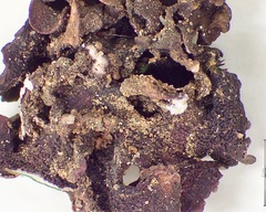 Dermatocarpon taminium