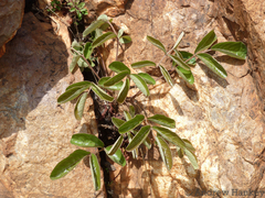 Lannea edulis edulis