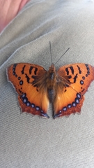 Catacroptera cloanthe cloanthe