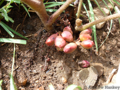 Lannea edulis edulis