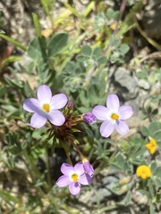 Leptosiphon androsaceus