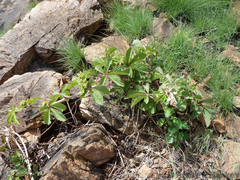 Cyphostemma lanigerum