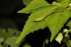 Phaneroptera sparsa