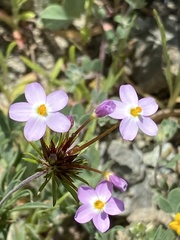 Leptosiphon androsaceus