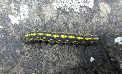 Setina aurita