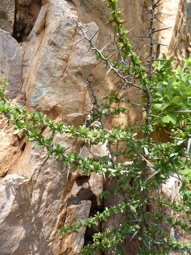 Gymnosporia polyacantha (Gymnosporia polyacantha)