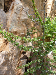 Gymnosporia polyacantha