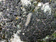 Setina aurita