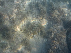 Fistularia commersonii