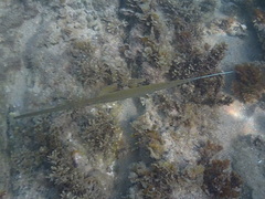 Fistularia commersonii