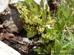 Searsia magalismontana magalismontana