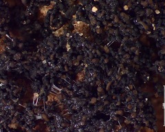 Enchylium polycarpon