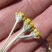 Helichrysum aureonitens - Photo (c) Andrew Hankey,  זכויות יוצרים חלקיות (CC BY-SA), הועלה על ידי Andrew Hankey