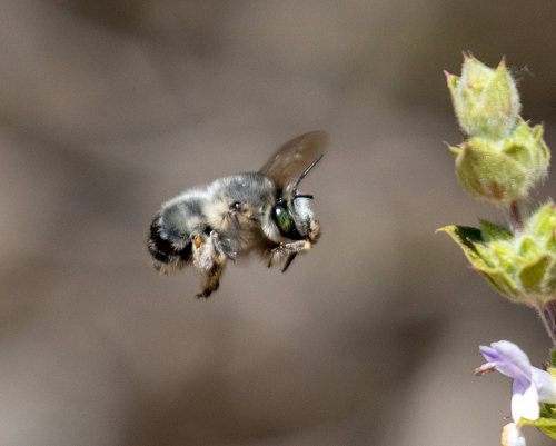 Edwards's Miner Bee