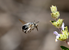 Anthophora edwardsii