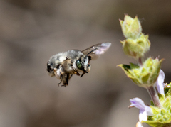 Anthophora edwardsii