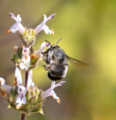 Anthophora edwardsii