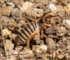 Ammopelmatus pictus