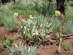 Helichrysum dasymallum