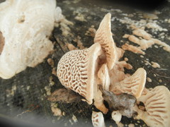 Daedalea quercina image