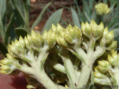 Helichrysum dasymallum