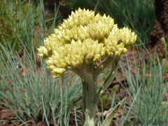 Helichrysum dasymallum