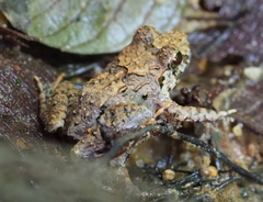 Limnonectes malesianus