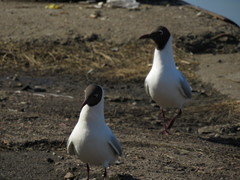 Chroicocephalus ridibundus