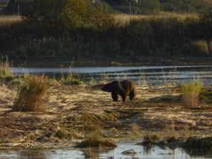 Ursus arctos middendorffi