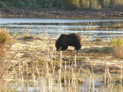 Ursus arctos middendorffi