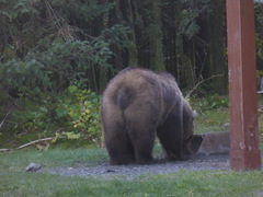 Ursus arctos middendorffi