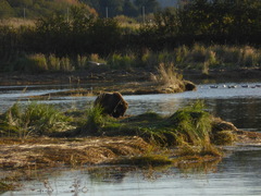 Ursus arctos middendorffi