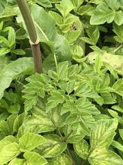 Angelica hirsutiflora