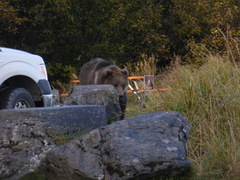 Ursus arctos middendorffi