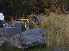 Ursus arctos middendorffi