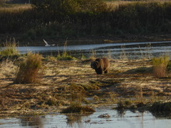 Ursus arctos middendorffi