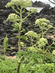 Angelica hirsutiflora