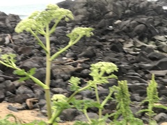 Angelica hirsutiflora