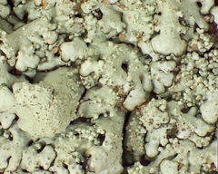 Xanthoparmelia maricopensis