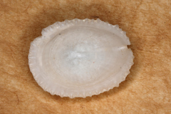 Emarginula candida