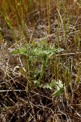 Eryngium vaseyi