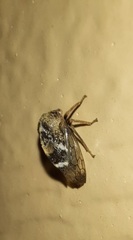 Cyrtolobus tuberosus