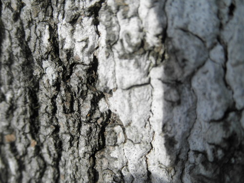Julella fallaciosa image