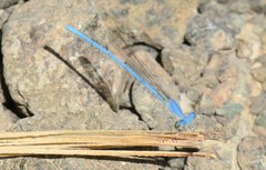 Arabicnemis caerulea