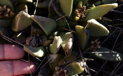 Pleiospilos compactus