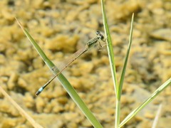 Ischnura evansi